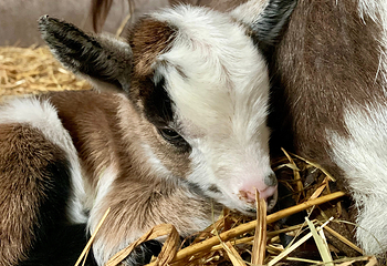 Roves Farm第 7 张图片