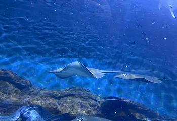 上海海洋水族馆第 164 张图片