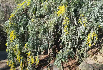 墨尔本皇家植物园第 53 张图片