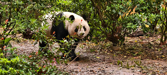 成都大熊猫繁育研究基地第 54 张图片