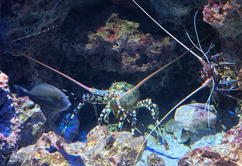 冲绳美丽海水族馆第 159 张图片