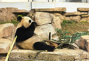 岳阳中华大熊猫苑第 31 张图片