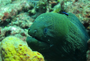 Diving Indo第 16 张图片