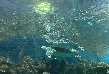 上海海洋水族馆第 154 张图片