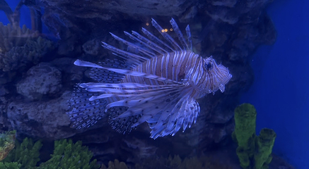 釜山SEA LIFE水族馆第 38 张图片