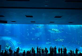 冲绳美丽海水族馆第 120 张图片