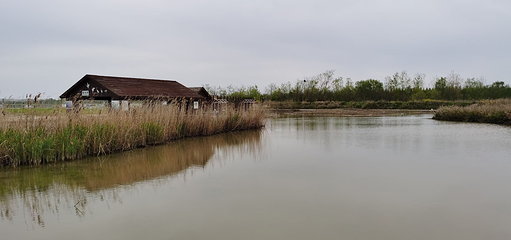 丹顶鹤湿地生态旅游区第 36 张图片