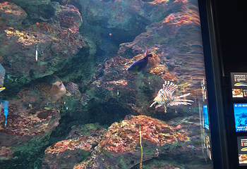 冲绳美丽海水族馆第 170 张图片