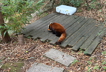 成都大熊猫繁育研究基地第 336 张图片