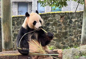 卧龙中华大熊猫苑神树坪基地第 93 张图片