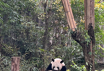 成都大熊猫繁育研究基地第 518 张图片