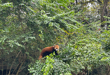 成都大熊猫繁育研究基地第 551 张图片