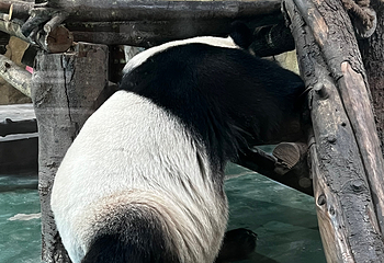 成都动物园第 66 张图片