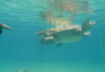 冲绳美丽海水族馆第 156 张图片