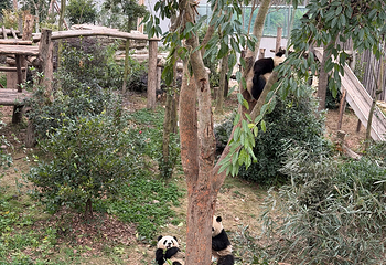成都大熊猫繁育研究基地第 484 张图片