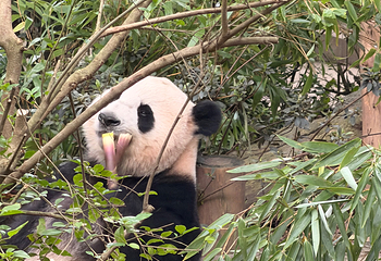 成都大熊猫繁育研究基地第 403 张图片