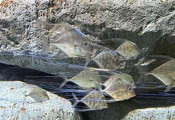 新加坡海洋生态馆第 143 张图片