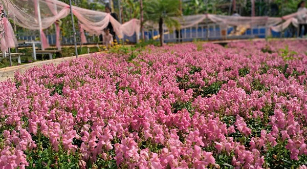 福绵区龙泉湖休闲生态园