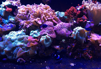 佛州水族馆第 19 张图片