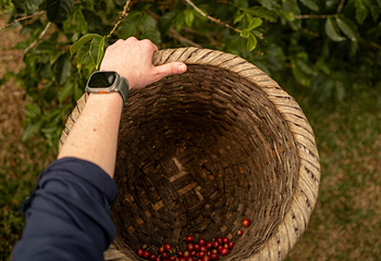 Hacienda Alsacia Starbucks Coffee Farm第 11 张图片