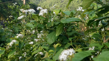 Xạ Đen Hòa Bình (Thuý Ngân )