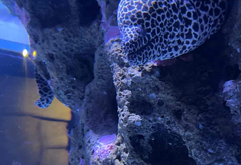 曼谷暹罗海洋世界第 85 张图片