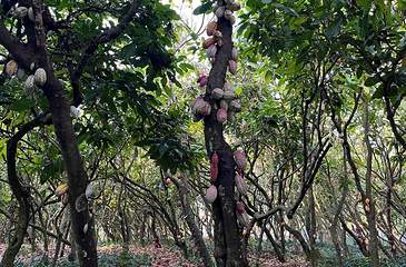 兴隆热带植物园第 56 张图片