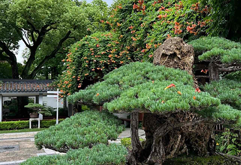 上海植物园第 36 张图片