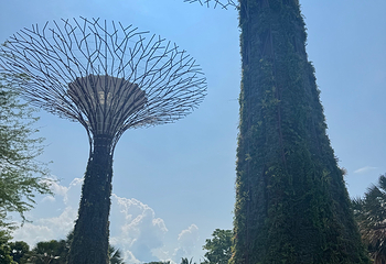 新加坡滨海湾花园第 521 张图片