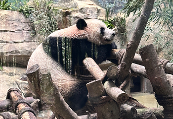 熊猫谷第 158 张图片