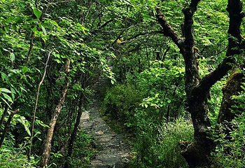 神农架风景区第 182 张图片