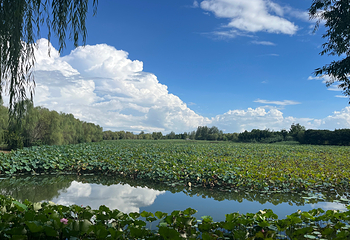 泗洪洪泽湖湿地景区第 51 张图片