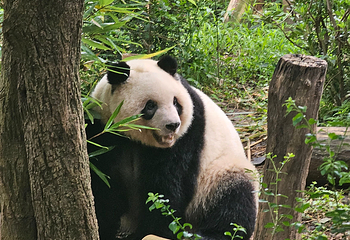 成都大熊猫繁育研究基地第 229 张图片