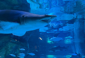 Sea Life COEX水族馆第 43 张图片