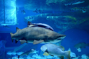 上海海洋水族馆第 137 张图片