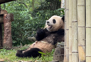 成都大熊猫繁育研究基地第 270 张图片