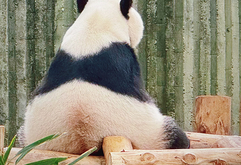 成都大熊猫繁育研究基地第 39 张图片