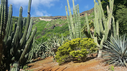可可火山口植物园第 3 张图片