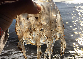 戴恩树河游轮中心