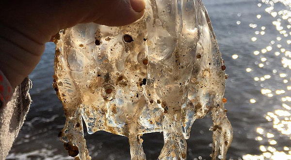 戴恩树河游轮中心