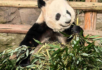 重庆动物园第 32 张图片
