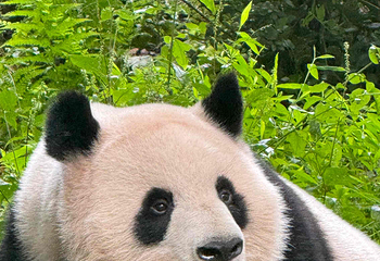 成都大熊猫繁育研究基地第 172 张图片