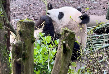 熊猫谷第 79 张图片