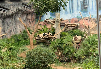 熊猫馆第 15 张图片