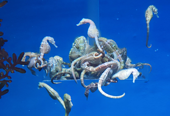 上海海洋水族馆第 149 张图片