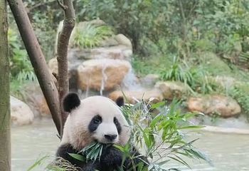 熊猫谷第 123 张图片