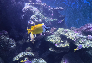 凯恩斯水族馆第 38 张图片