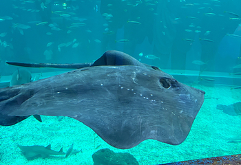 济州岛Aqua Planet水族馆第 91 张图片