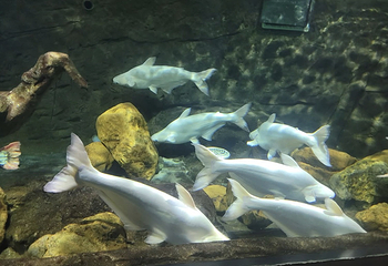 河内时代之城水族馆第 7 张图片