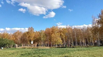 南湖公园-白桦林